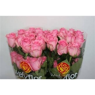 Freshy Grootbloemige Roos “Opala” | Kleur: Roze | Lengte ± 60 centimeter | Per 25 stelen