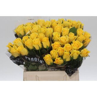 Freshy Lange Anjer Geverfd “Molly Blue” | Kleur: Wit Blauw | Lengte ± 65 centimeter | Per 20 stelen