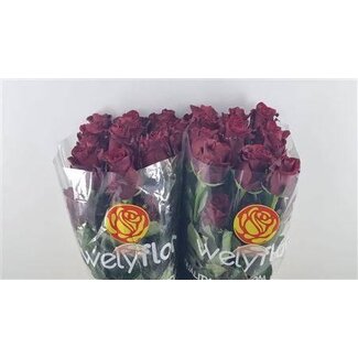 Freshy Grootbloemige Roos “Explorer” | Kleur: Rood | Lengte ± 40 centimeter | Gewicht ± 25 gram per tak | Herkomst Ecuador | Per 25 stelen