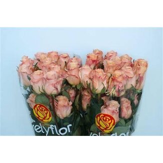 Freshy Grootbloemige Roos “Shimmer” | Kleur: Roze | Lengte ± 50 centimeter | Herkomst Ecuador | Per 25 stelen