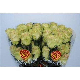 Freshy Grootbloemige Roos “Dynamic” | Kleur: Wit | Lengte ± 60 centimeter | Herkomst Ecuador | Per 25 stelen