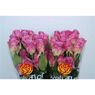 Freshy Grootbloemige Roos “Cool Water” | Kleur: Roze | Lengte ± 70 centimeter | Per 25 stelen