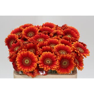 Freshy Deco Chrysanthemum Chrysant “Antonov” | Kleurbehandeld Pastel Milkapaars | Kleur: Wit Blauw | Lengte ± 65 centimeter | Per 10 stelen