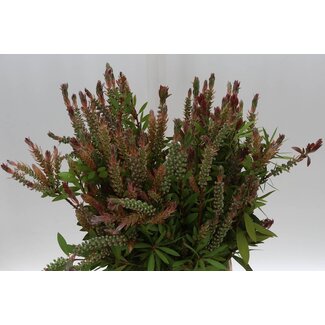 Freshy Callistemon Virgin (p. bos)