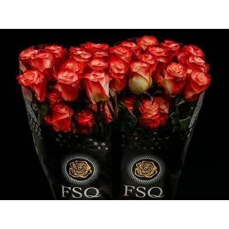 Freshy Grootbloemige Roos “Farfalla” | Kleur: Wit Rood | Lengte ± 50 centimeter | Herkomst Ecuador | Per 20 stelen