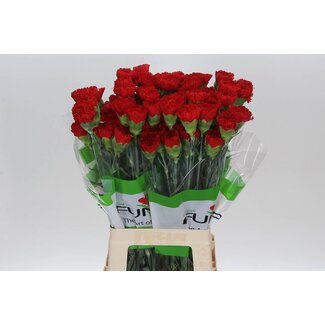 Freshy Lange Anjer “Funza Red Marthe” | Kleur: Rood | Lengte ± 70 centimeter | Per 20 stelen