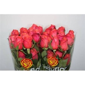 Freshy Grootbloemige Roos “Hard Rock LL” | Kleur: Roze | Lengte ± 40 centimeter | Gewicht ± 25 gram per tak | Per 25 stelen