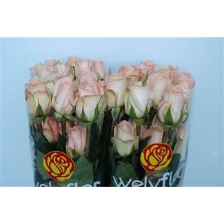 Freshy Grootbloemige Roos “Tiffany” | Kleur: Roze | Lengte ± 50 centimeter | Per 25 stelen