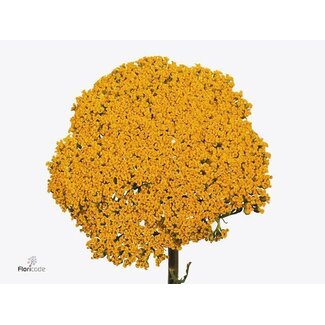 Freshy Hollandse Trosroos “Land Of Fire” | Kleur: Geel | Lengte ± 70 centimeter | Per 10 stelen