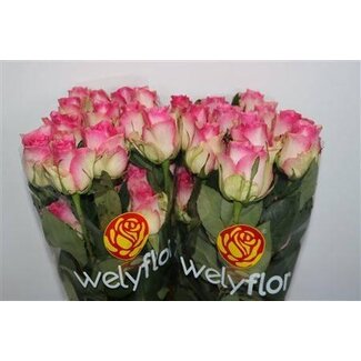 Freshy Grootbloemige Roos “Malibu” | Kleur: Roze | Lengte ± 50 centimeter | Per 25 stelen