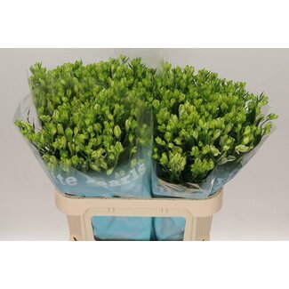 Freshy Alstroemeria Fl White Pearls