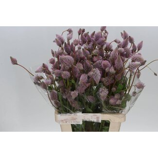 Freshy Ptilotus Exaltatus “Matilda” | Kleur: Paars | Lengte ± 70 centimeter | Per 10 stelen