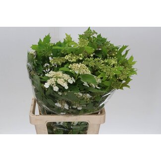 Freshy Viburnum Compactum Bessen | Kleur: Groen | Lengte ± 60 centimeter | Gewicht 400 gram per bos | Per 5 bossen