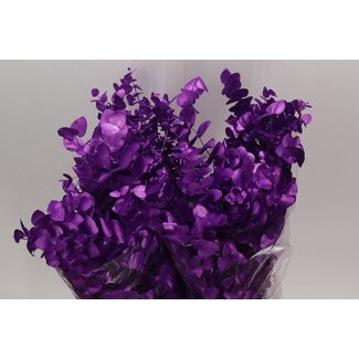 Freshy Eucalyptus Cinerea Col Purple 200gr (p. bos)