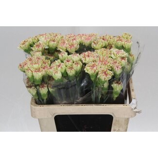 Freshy Korte Anjer “Mochi” | Kleur: Groen | Lengte ± 55 centimeter | Per 20 stelen