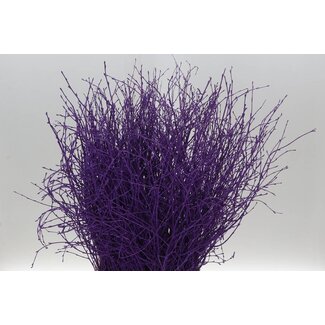 Freshy Berk Purple (p. bos)