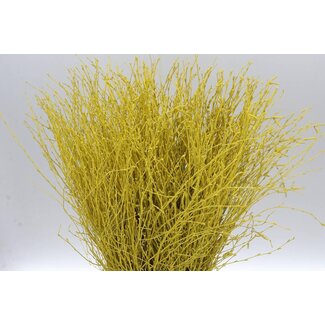 Freshy Berkentakken | Kleur: Geel | Lengte ± 60 centimeter | Per 5 takken