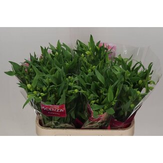 Freshy Alstroemeria “Virginia” | Kleur: Wit | Lengte ± 75 centimeter | Gewicht ± 50 gram per tak | Per 10 stelen