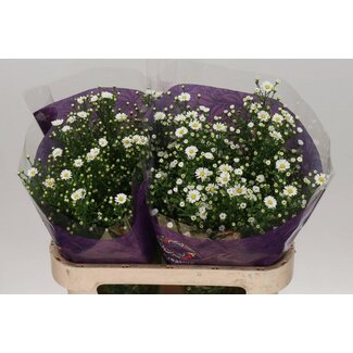 Freshy Aster Paquita