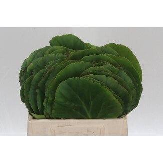 Freshy Bergenia Blad Schoenlappersplant | Kleur: Gemengde Kleuren | Lengte ± 30 centimeter | Per 50 stelen