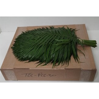 Freshy Chico Teepee | Kleur: Groen | Lengte ± 55 centimeter | Per 5 bossen