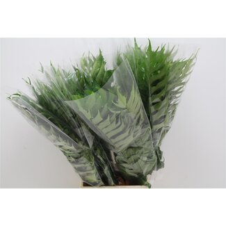 Freshy Cyrtomium Fortunei Ijvervaren | Kleur: Groen | Lengte ± 55 centimeter | Per 50 stelen