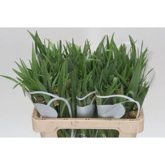 Freshy Fritillaria Uva-Vulpis Kievitsbloem | Kleur: Geel | Lengte ± 45 centimeter | Per 20 stelen