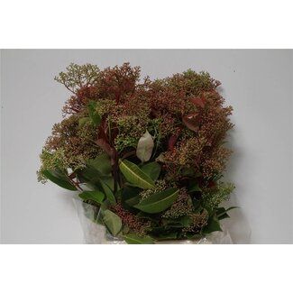 Freshy Photinia Glansmispel | Kleur: Groen | Lengte ± 70 centimeter | Gewicht 200 gram per bos | Per 5 bossen