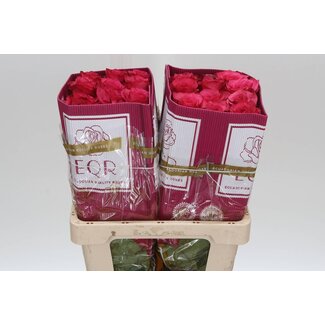 Freshy Grootbloemige Roos “Lola” | Kleur: Roze | Lengte ± 50 centimeter | Herkomst Ecuador | Per 25 stelen