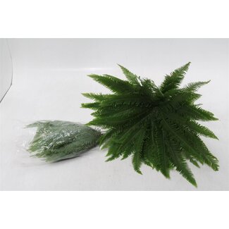 Freshy Cyperus Umbrella Parapluplant | Kleur: Groen | Lengte ± 50 centimeter | Per 2 bossen