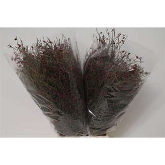 Freshy Ginster Bes Red 400gr (p. bos)