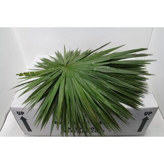 Freshy Palmblad | Kleur: Groen | Lengte ± 70 centimeter | Gewicht 70 gram per bos | Per 5 bossen
