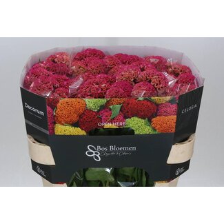 Freshy Celosia C Reprise Rose