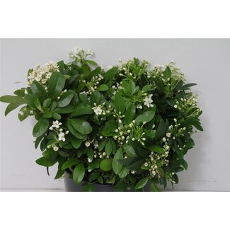 Freshy Choisya Ternata | Kleur: Wit | Lengte ± 50 centimeter | Gewicht 250 gram per bos | Per 3 bossen