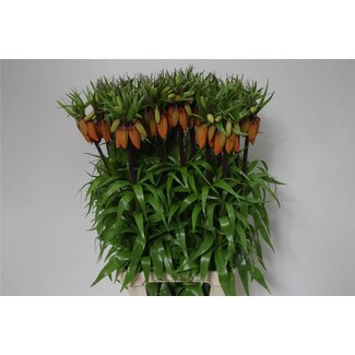 Freshy Fritillaria Imperialis Keizerskroon “Orange Sweet” | Kleur: Oranje | Lengte ± 80 centimeter | Per 5 stelen