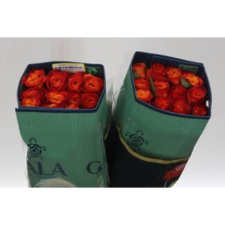 Freshy Grootbloemige Roos “Atomic” | Kleur: Rood | Lengte ± 40 centimeter | Herkomst Ecuador | Per 25 stelen