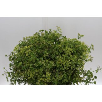 Freshy Venkel | Kleur: Geel | Lengte ± 55 centimeter | Per 5 bossen