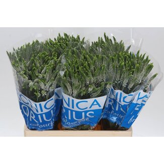 Freshy Veronica “Smart Caya” | Vertakt | Kleur: Wit | Lengte ± 60 centimeter | Per 20 stelen