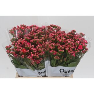 Freshy Kalanchoë “Sensational Pink Meadow” | Kleur: Roze | Lengte ± 40 centimeter | Per 10 stelen