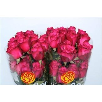 Freshy Roos “Lola” | Kleur: Roze | Lengte ± 40 centimeter | Per 25 stelen