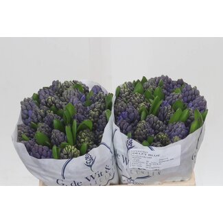 Freshy Hyacinth Delft Blue
