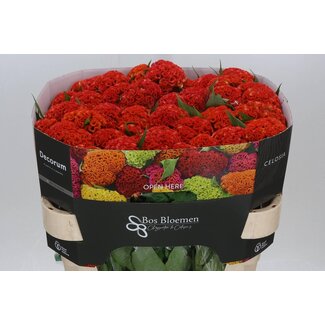 Freshy Celosia Cristata “Reprise Orange” | Kleur: Oranje | Lengte ± 72 centimeter | Per 10 stelen