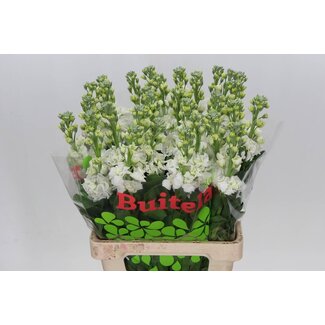 Freshy Violier Iron White