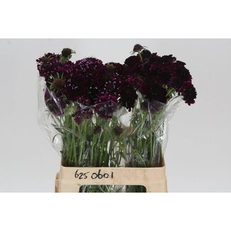 Freshy Scabiosa At Re vel Scoop