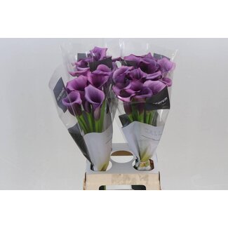Freshy Zantedeschia Calla “Durban” | Kleur: Paars | Lengte ± 70 centimeter | Per 10 stelen