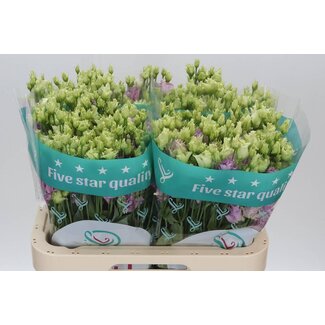 Freshy Eustoma Gevuld Julius Grape