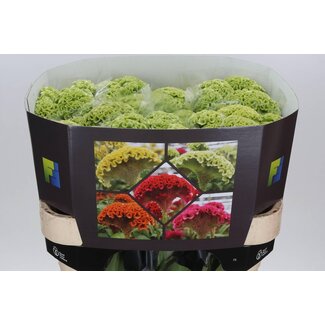 Freshy Celosia C Act Verda