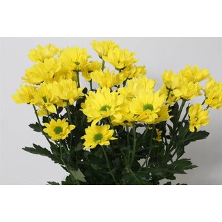 Freshy Troschrysant Chrysanthemum “Copa” | Kleur: Geel | Lengte ± 70 centimeter | Gewicht ± 75 gram per tak | Per 10 stelen
