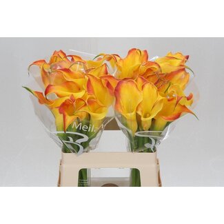 Freshy Zantedeschia Calla “Callista” | Kleur: Oranje | Lengte ± 60 centimeter | Per 10 stelen