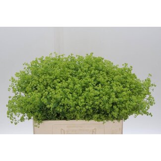 Freshy Alchemilla Mollis “Robustica” Vrouwenmantel | Kleur: Groen | Lengte ± 55 centimeter | Per 50 stelen